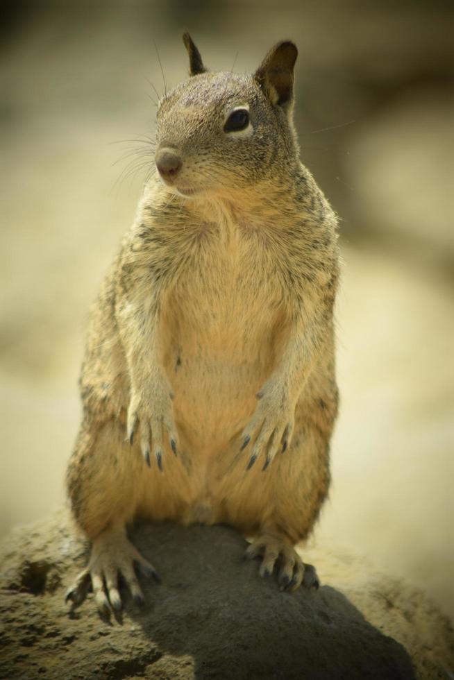 Squirrel animals and nature photo