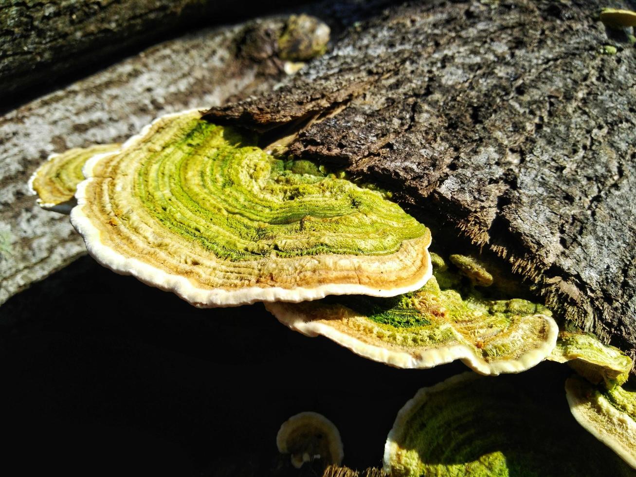 yellow and green mushrooms on a dead tree photo