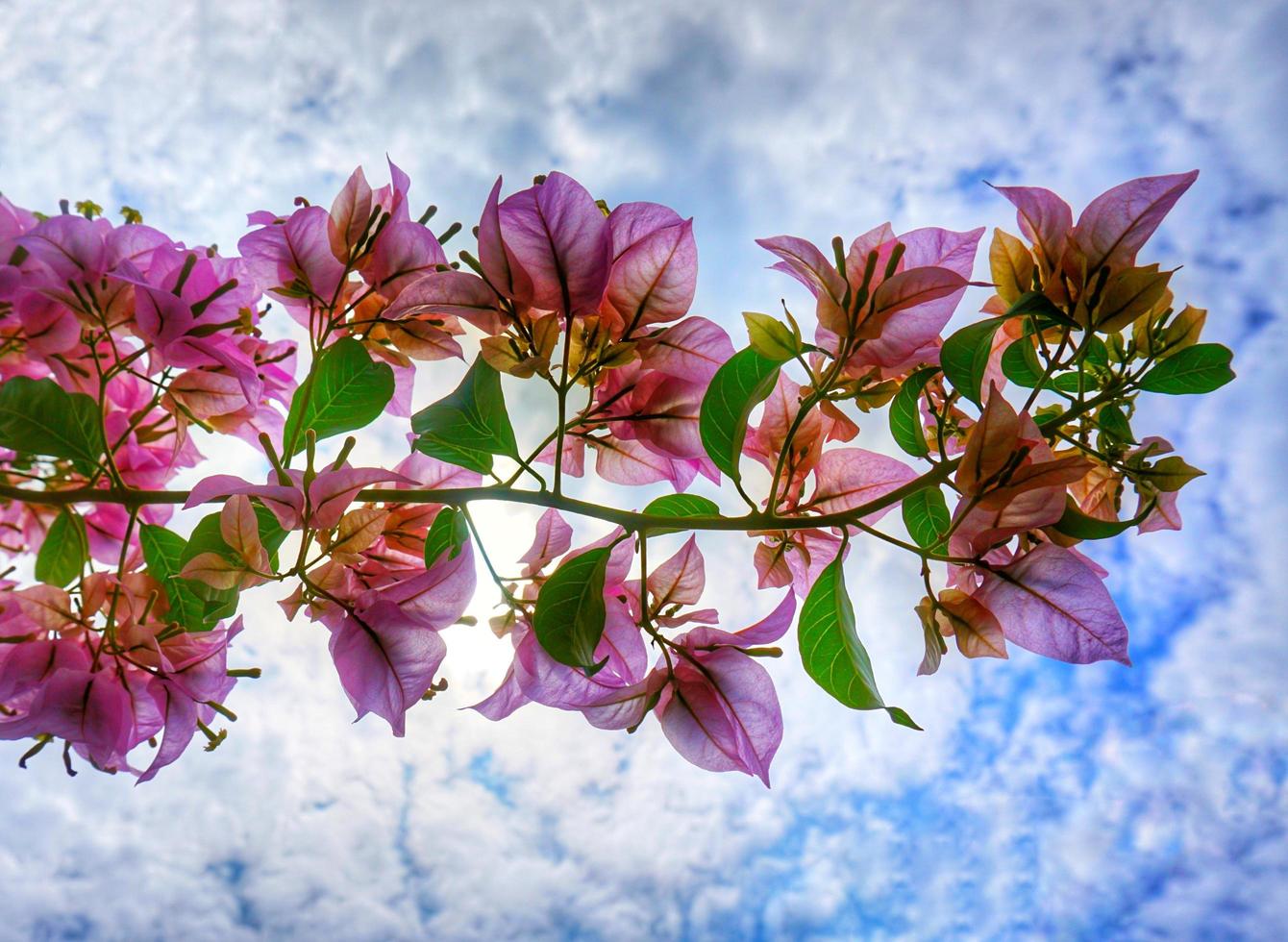 flores de buganvilla con fondo de cielo despejado foto