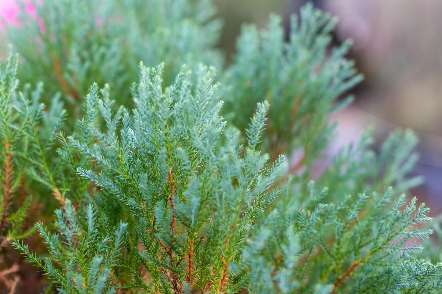 Chinese Oriental Arborvitae. photo
