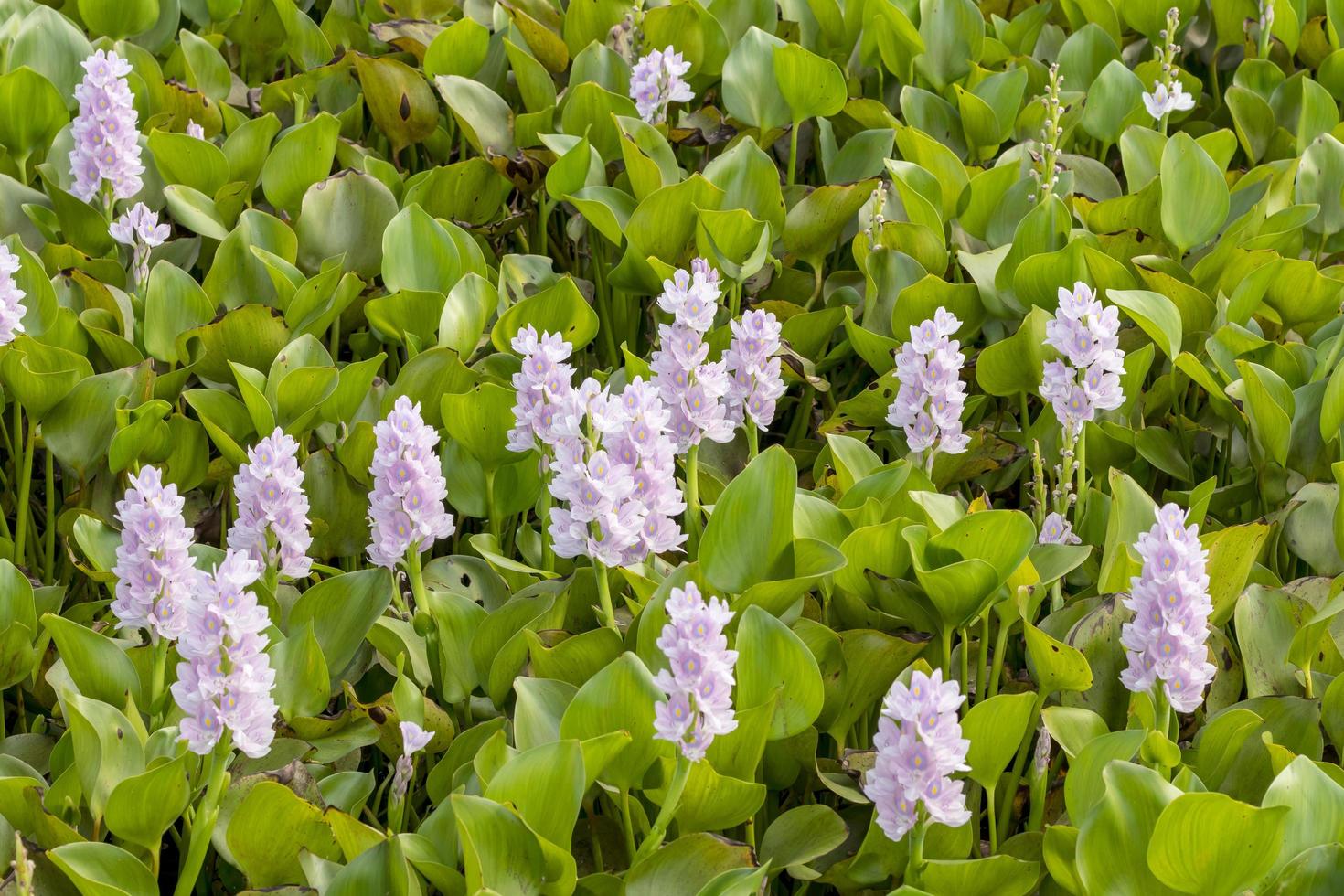 Many purple hyacinth flowers in the countryside. photo