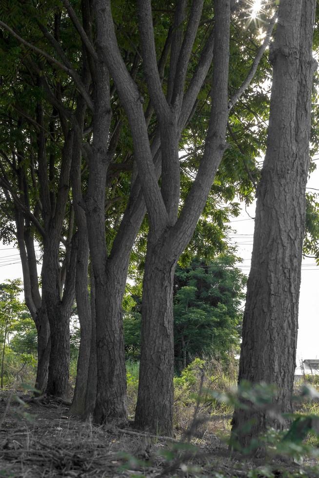 View of rows of neem stems. photo