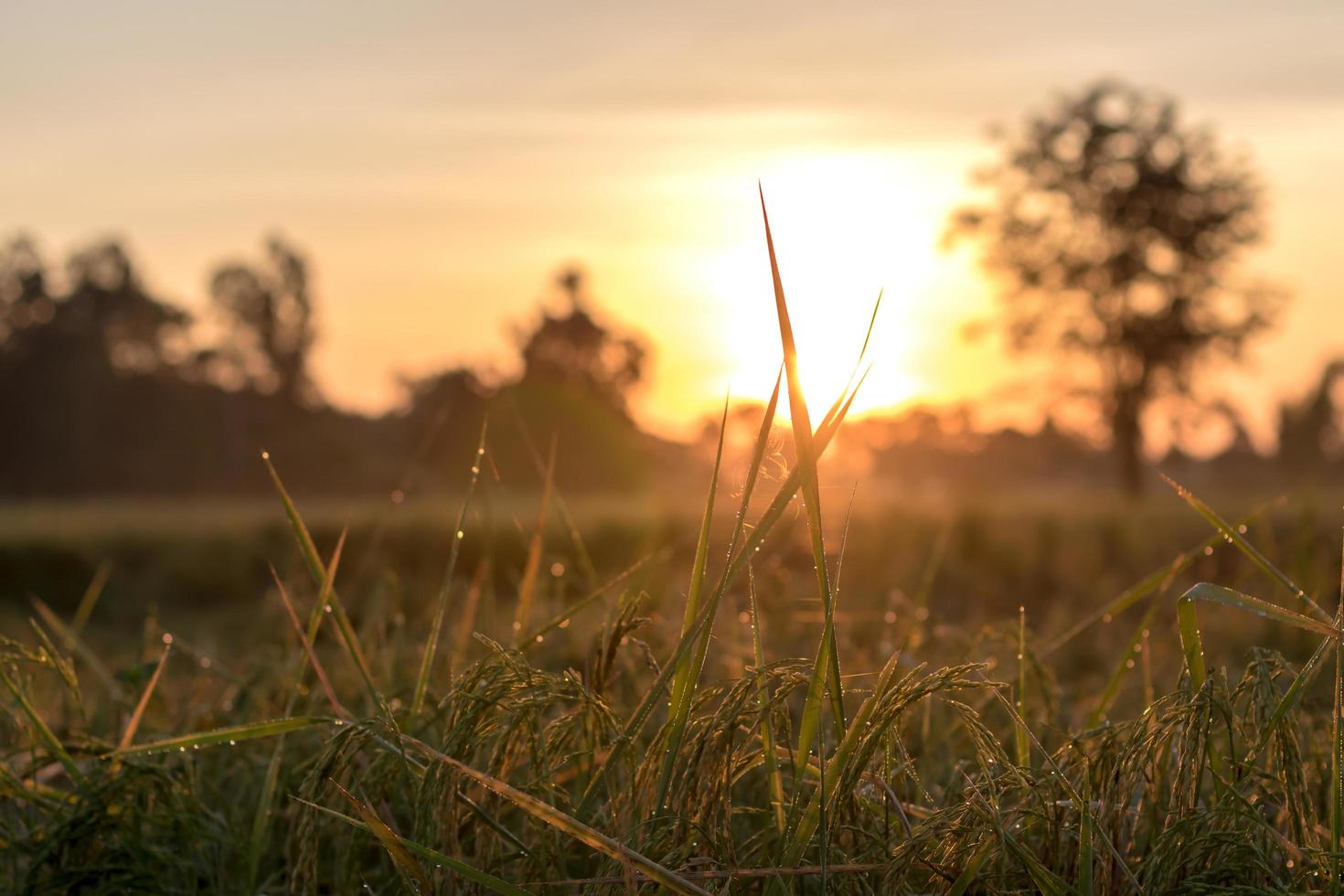 Grain with early sunlight leaves. 7548973 Stock Photo at Vecteezy