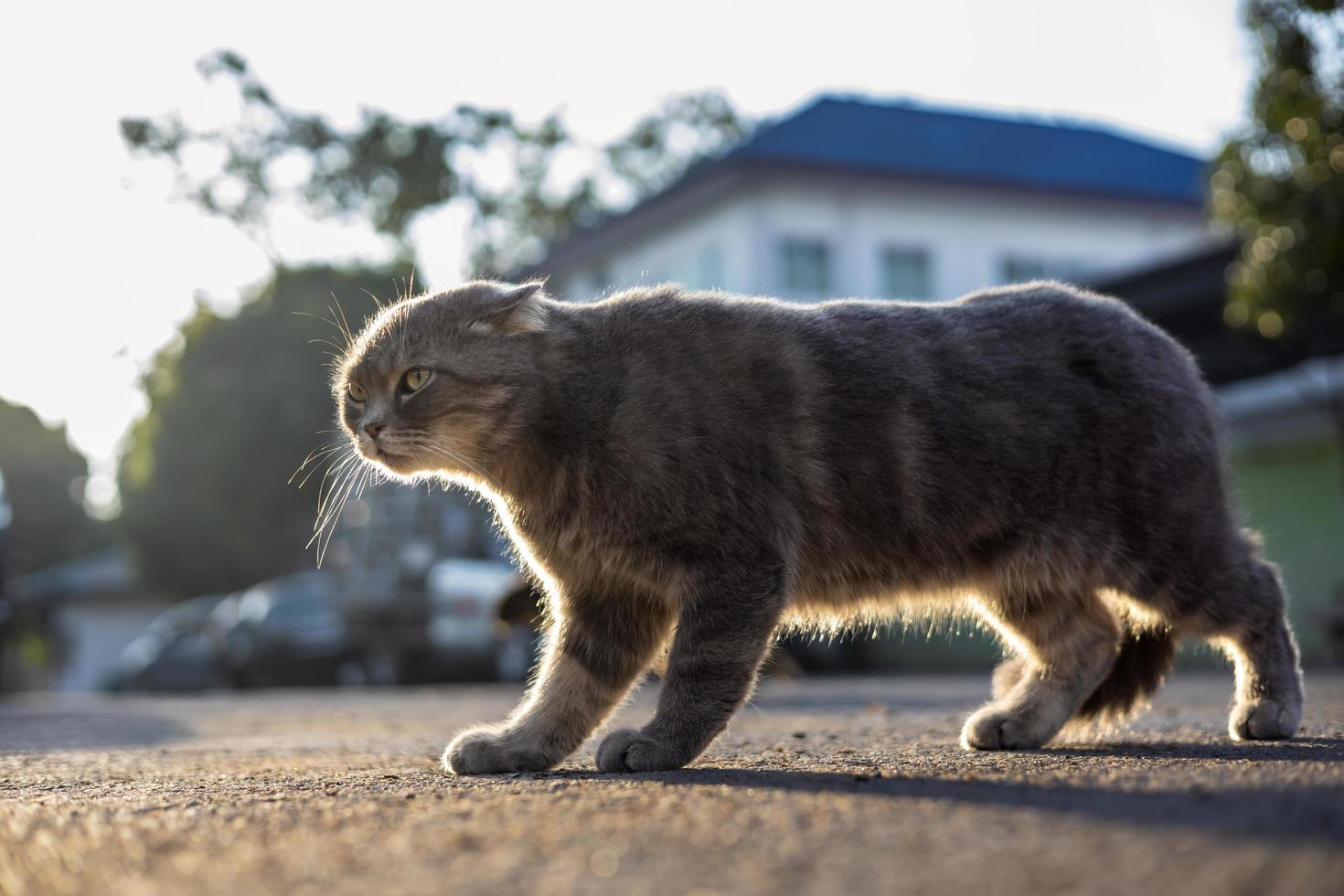 vista de primer plano bajo un lindo gato tailandés de rayas grises peludas de pie. foto