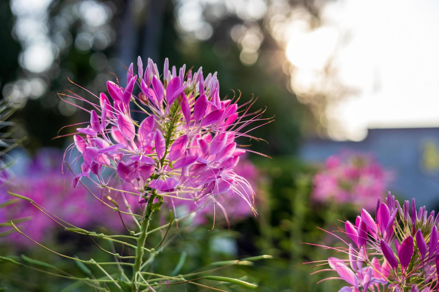 Close-up view of a purple-pink spider flower blooming in the sunlight. photo