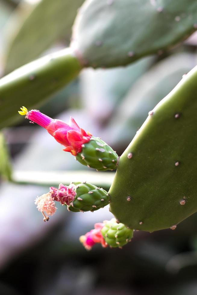 Red flower of green cactus. photo
