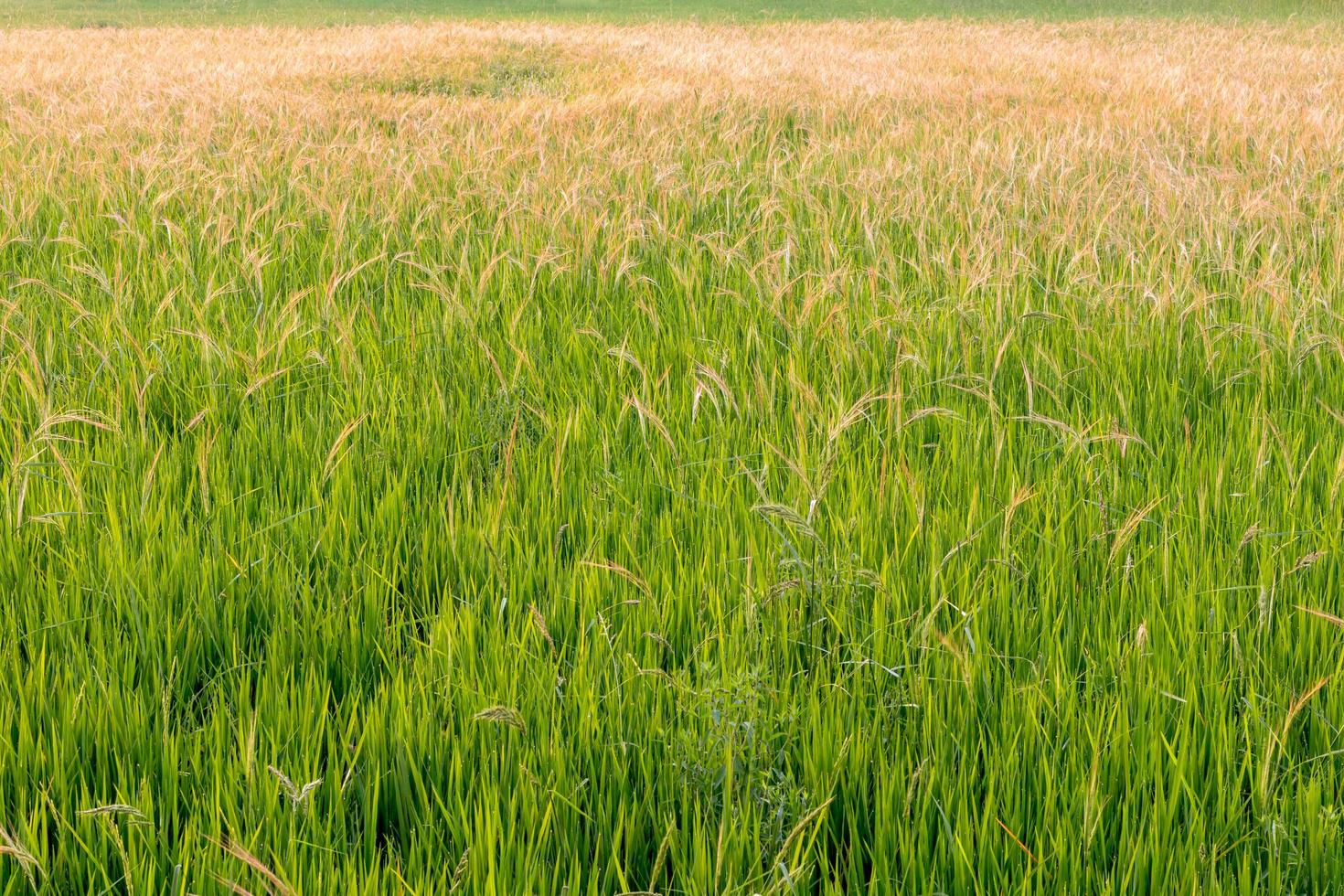 hermosas malas hierbas en los campos de arroz. foto