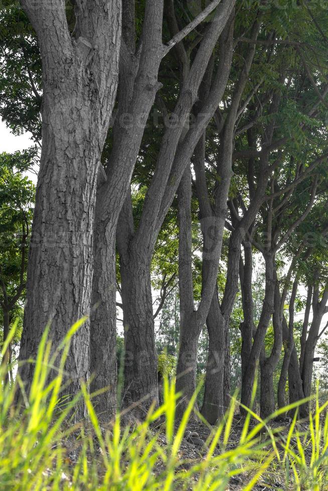 Low view of neem trunk line. photo