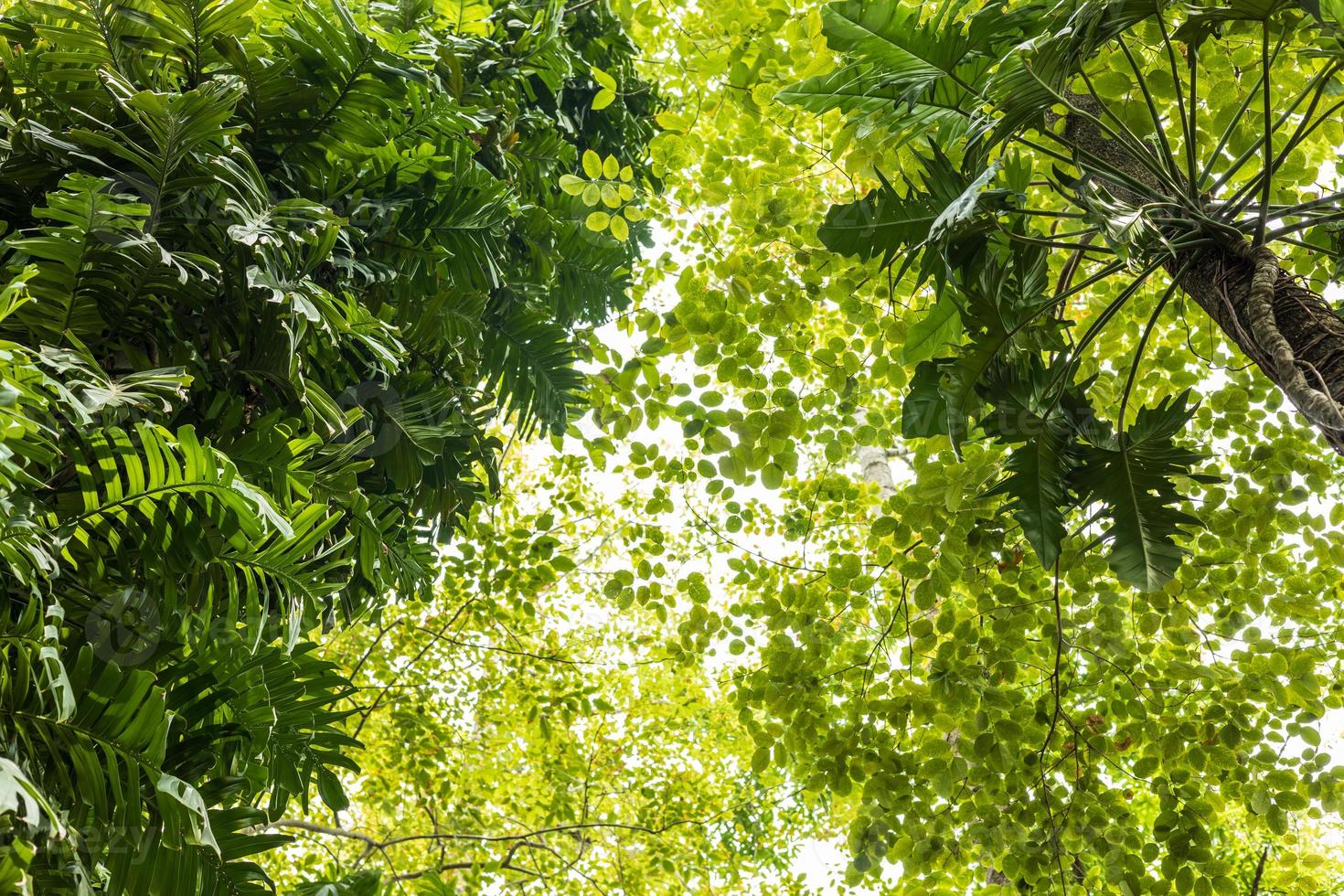 Low view, Monstera deliciosa Liebm forest with backlit leaves in daylight. photo