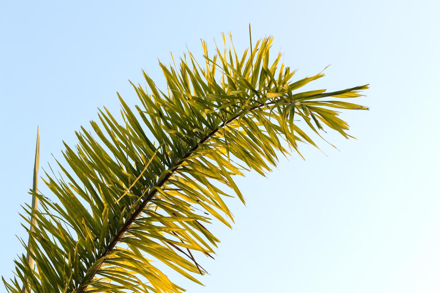Closeup of group of palm leaves during the day. 7549229 Stock Photo at