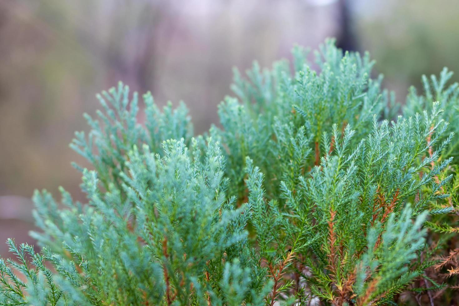 Chinese Oriental Arborvitae. photo