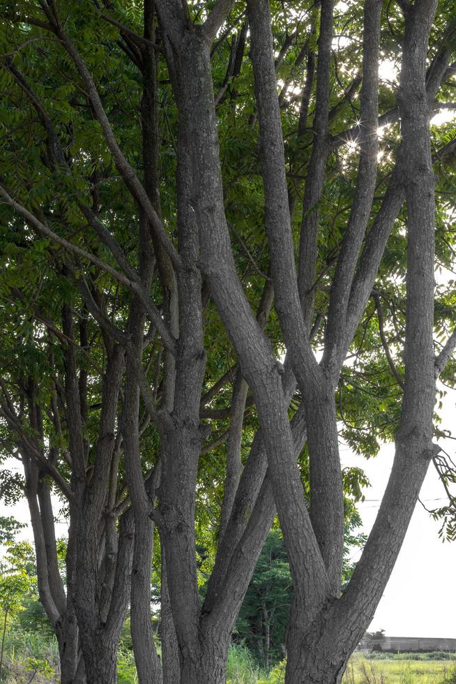 View of rows of neem stems. photo