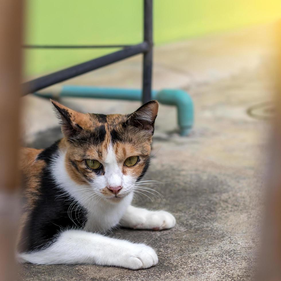 Close-up of a yellow cat lying in hiding. photo