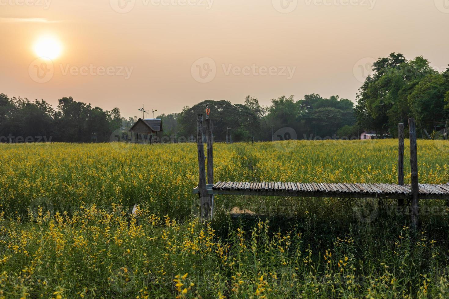 A panoramic view of the beautiful blooming yellow Crotalaria juncea garden. photo