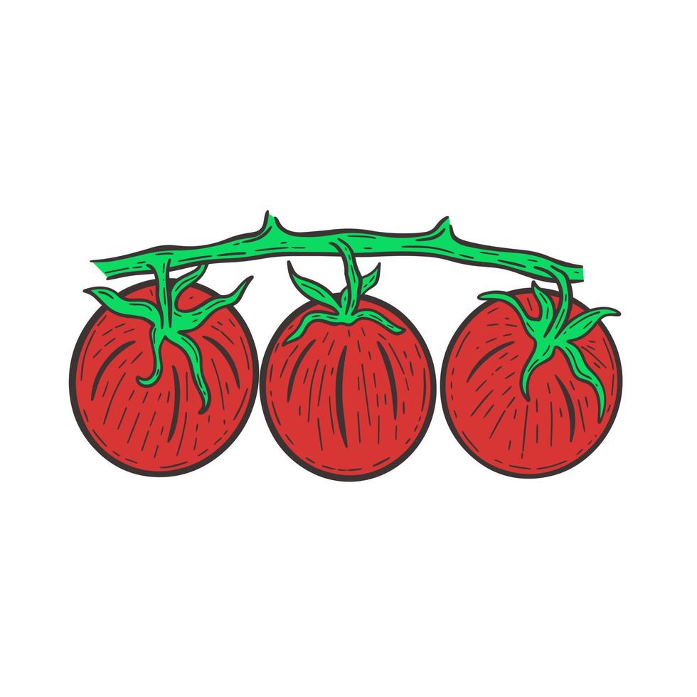 Three red tomatoes on branch isolated vector illustration