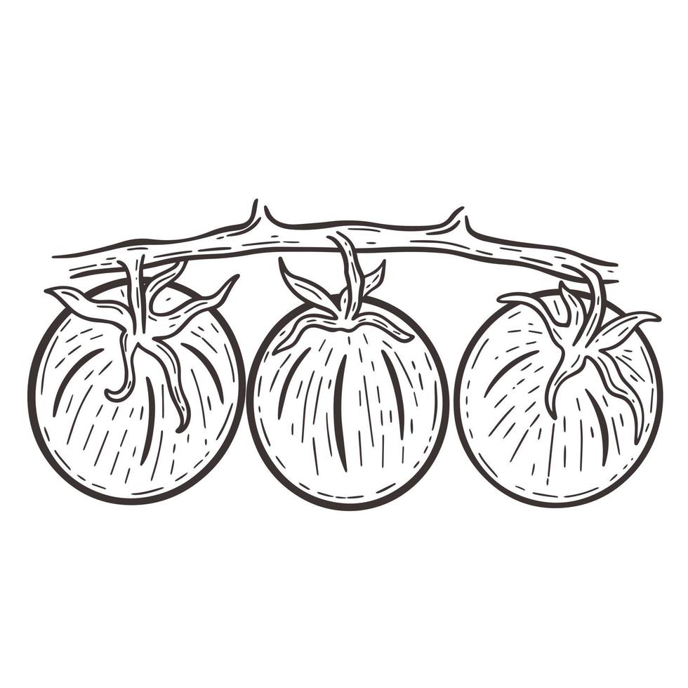 tomates en rama grabado dibujado a mano ilustración vectorial aislada vector