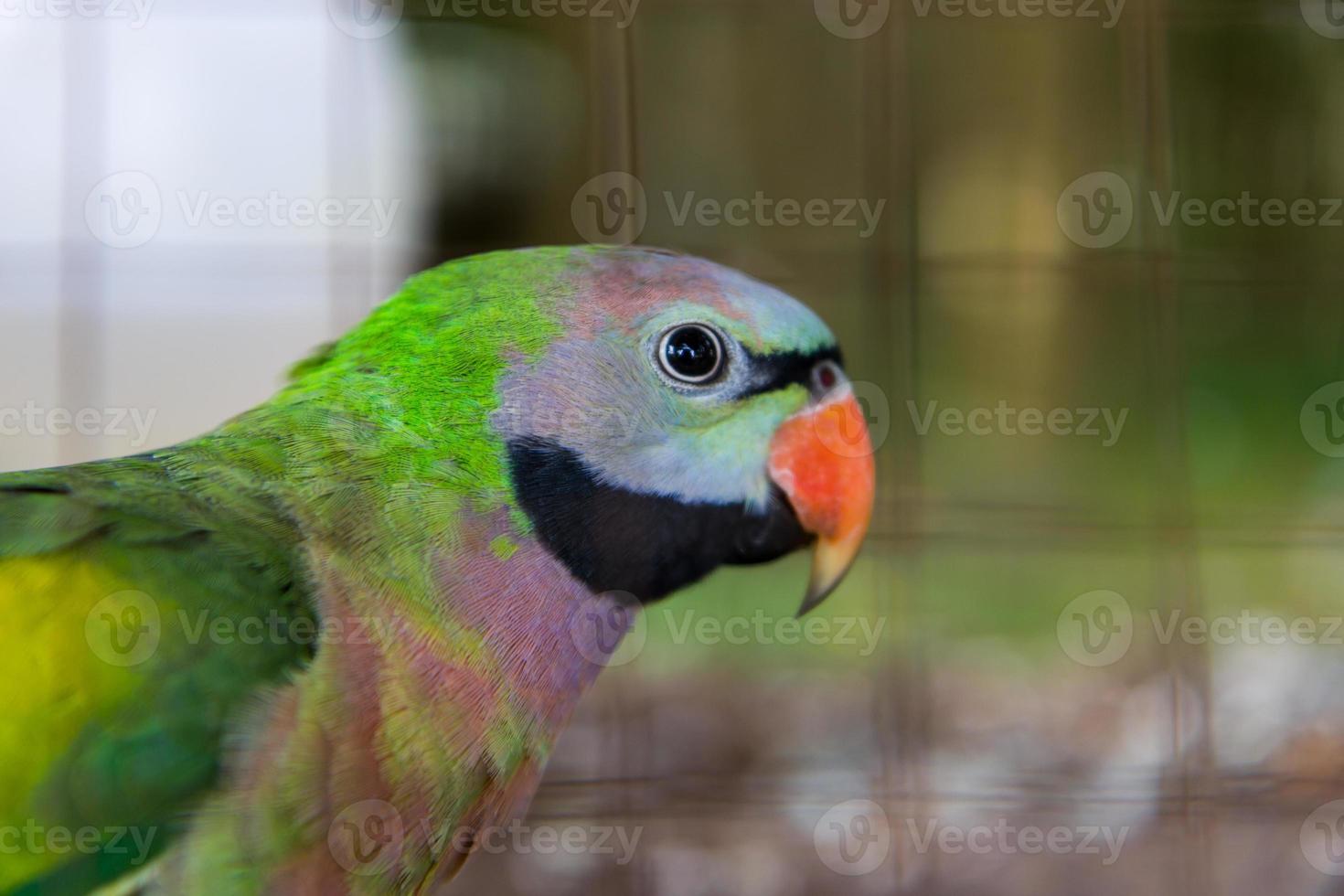 Close-up on eye amazon parrots photo