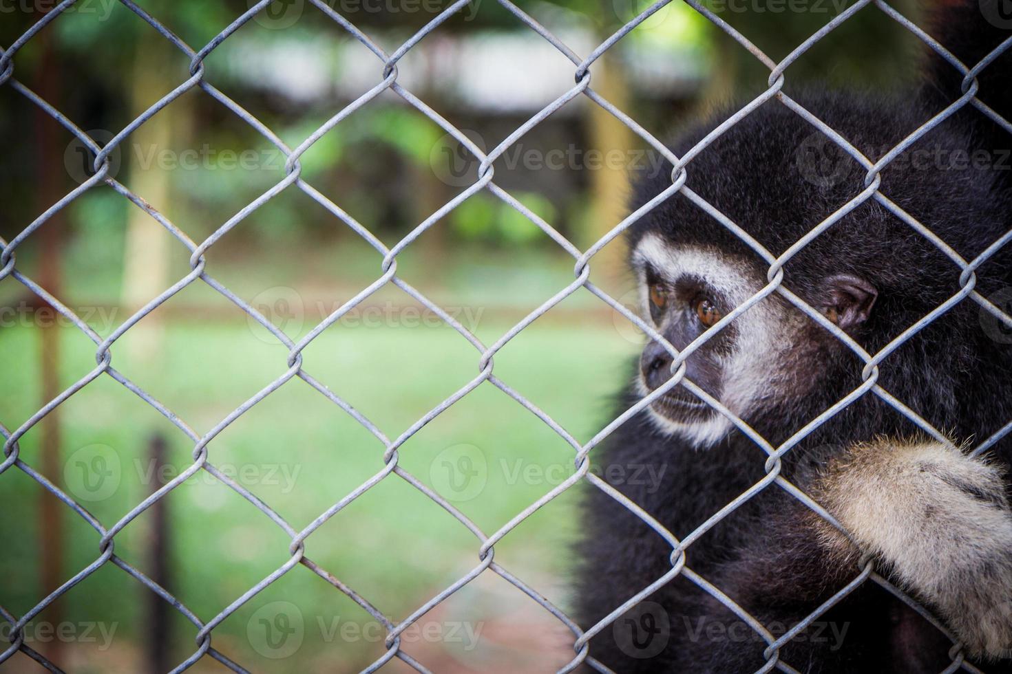 Sad black gibbon in a cage photo