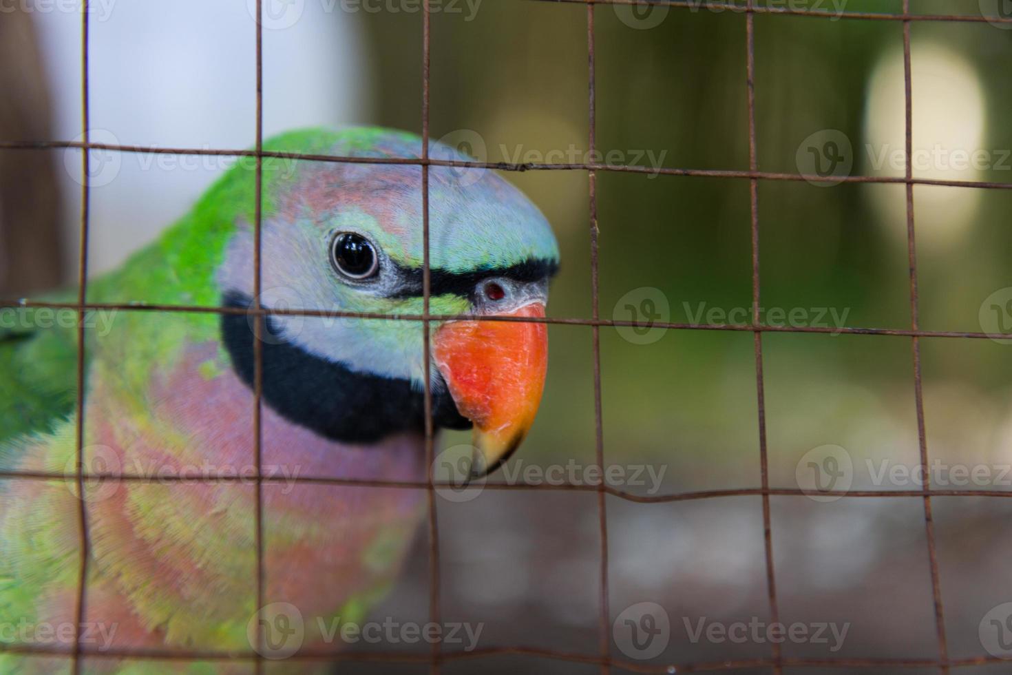 Close-up on eye amazon parrots photo