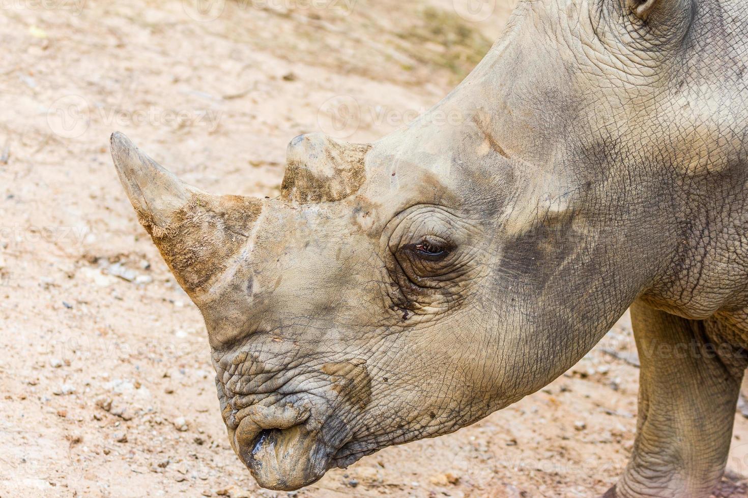 side view of the head of a large white rhino in the zoo photo