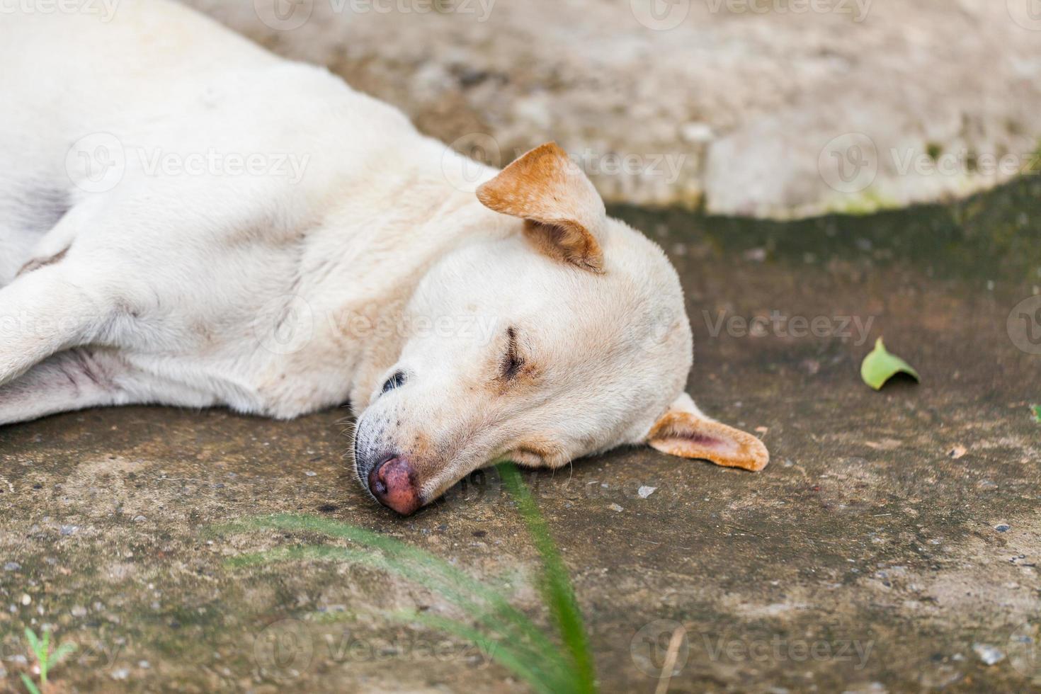 Lonely homeless dog sleeping photo
