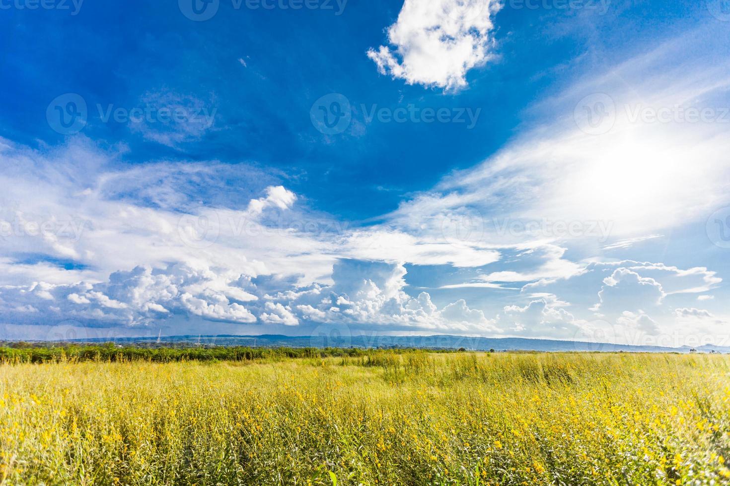 campo amarillo bajo cielo azul foto