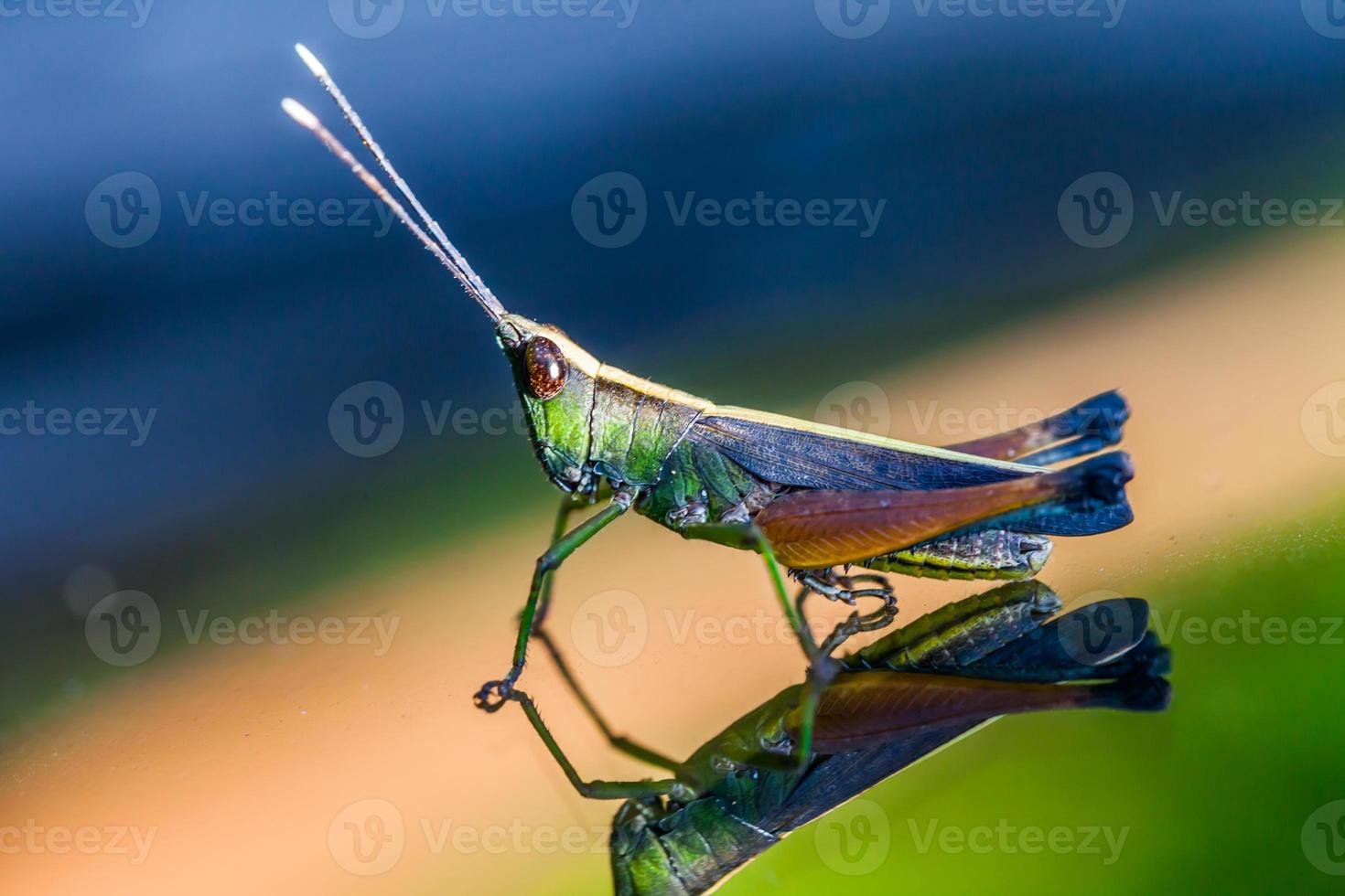 Grasshopper perching on a mirror photo