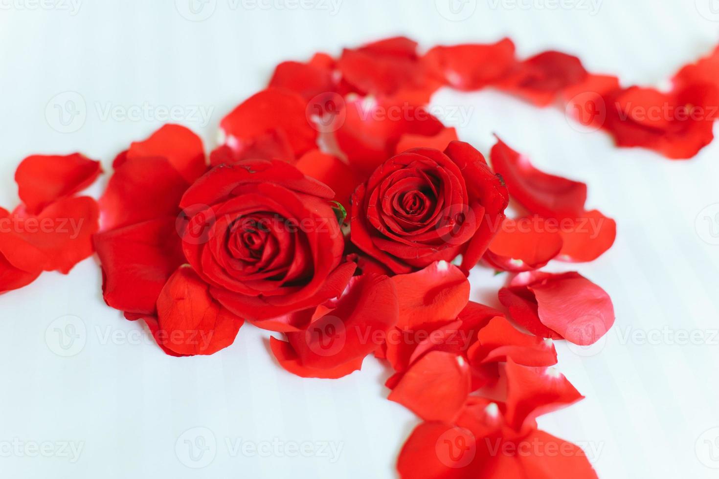 dos rosas rojas con pétalos de rosa en fondo blanco foto