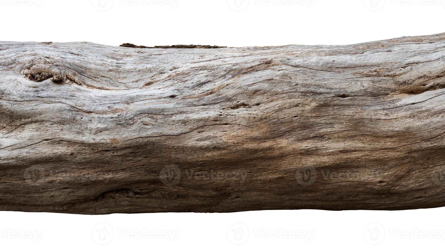 Isolated close-up of a large tree log. photo