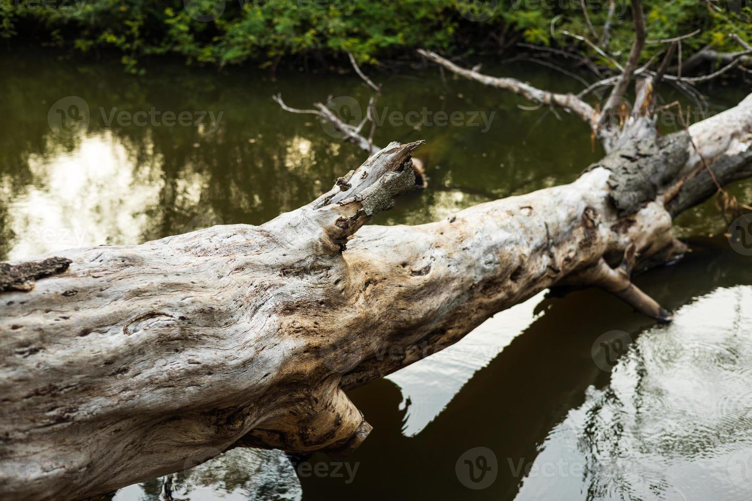 A large tree stump fell into the swamp. photo