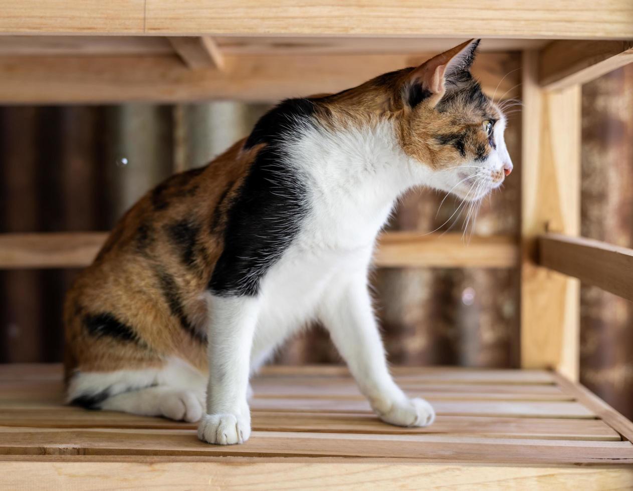 A tri-colored Thai cat sits curiously on a wooden shelf. photo