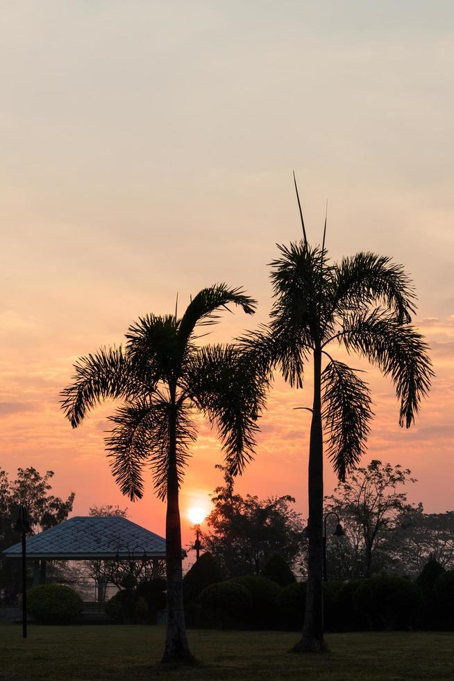 palmera de silueta y salida del sol en el jardín. foto