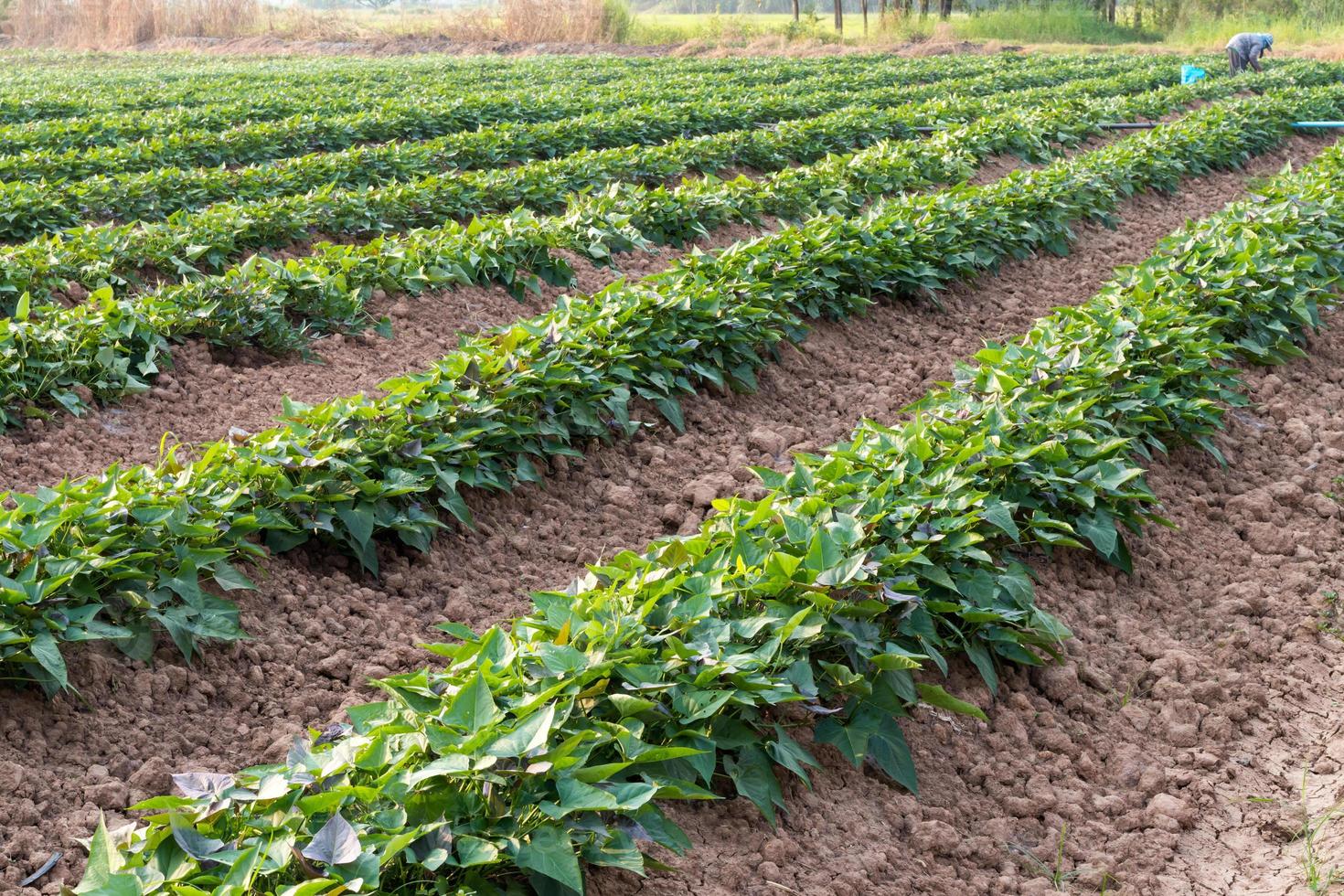 Sweet potato garden with farmers. photo