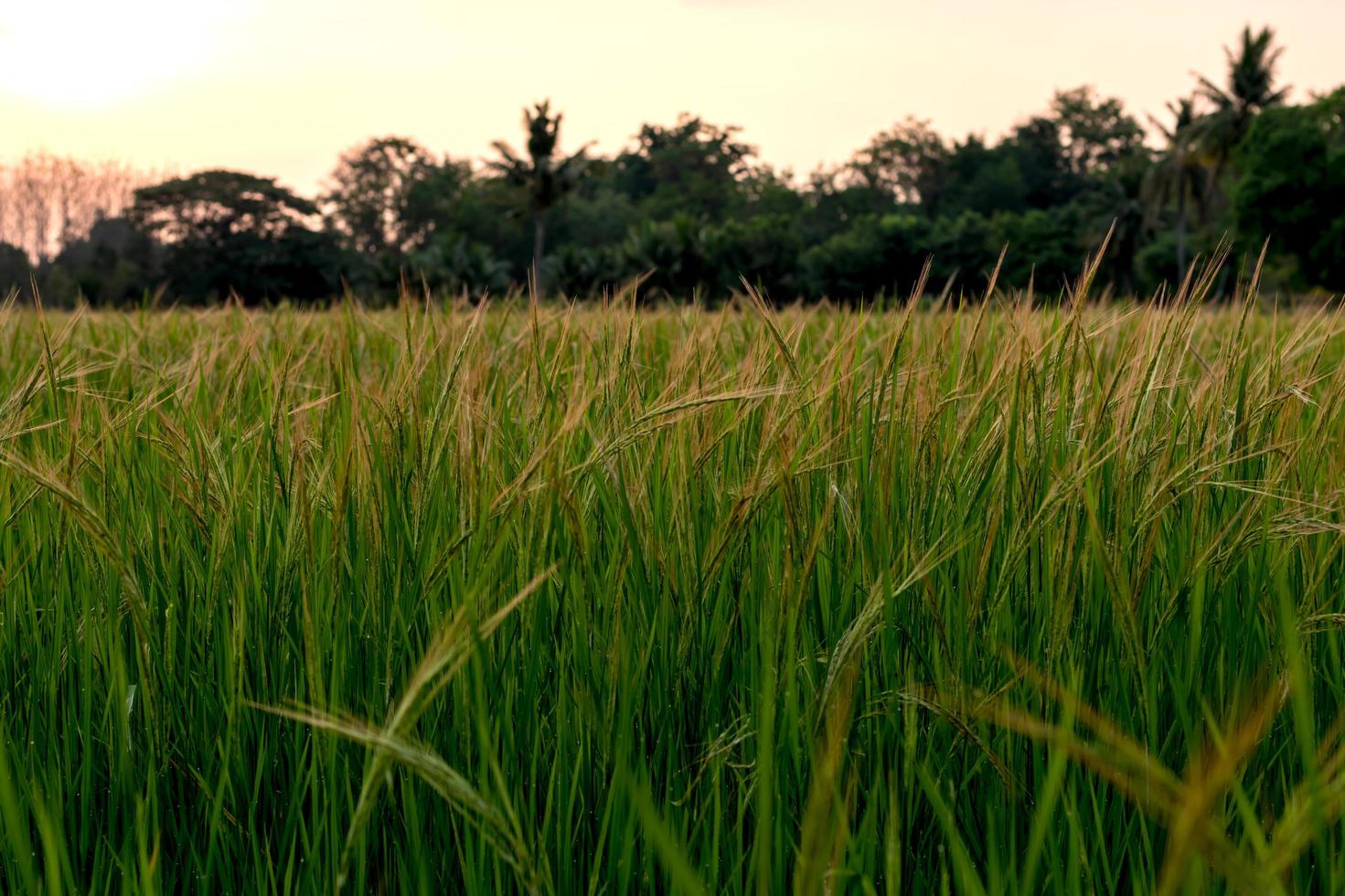 Low view of flowering of weeds in rice paddies. photo