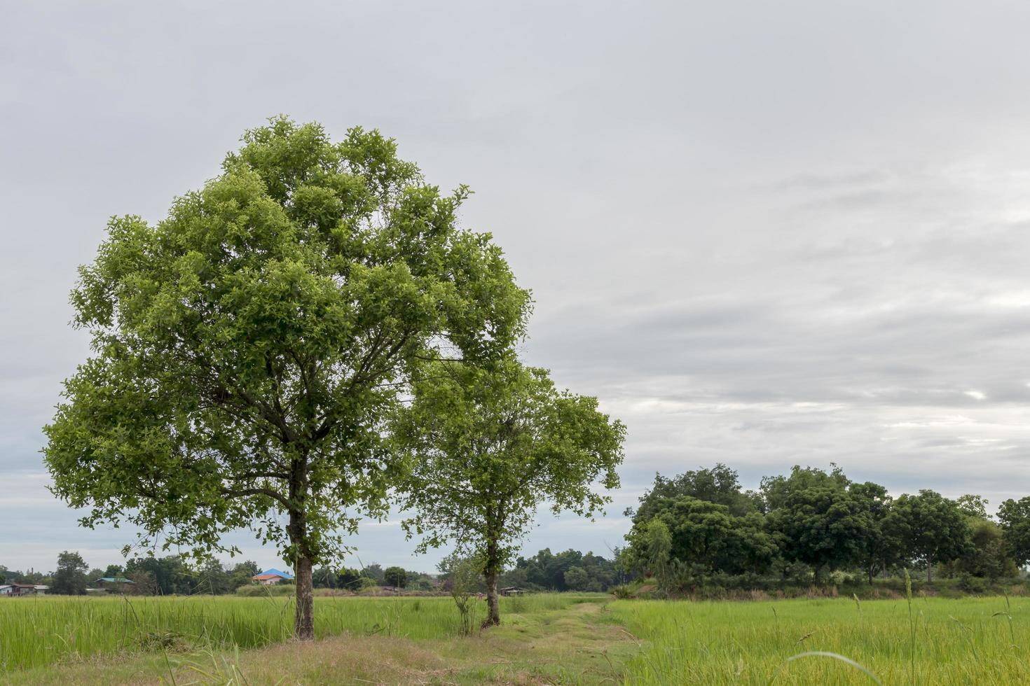 Both trees and clouds over the rice fields. photo