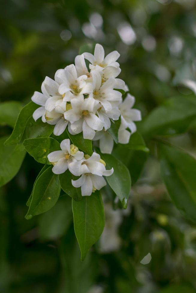 Close-ups of flowers Murraya paniculata. photo