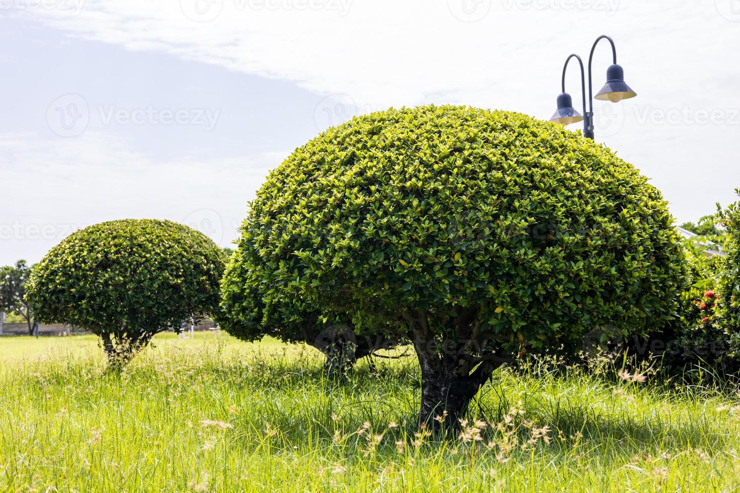 Low angle spherical bush on the grass in the park. photo