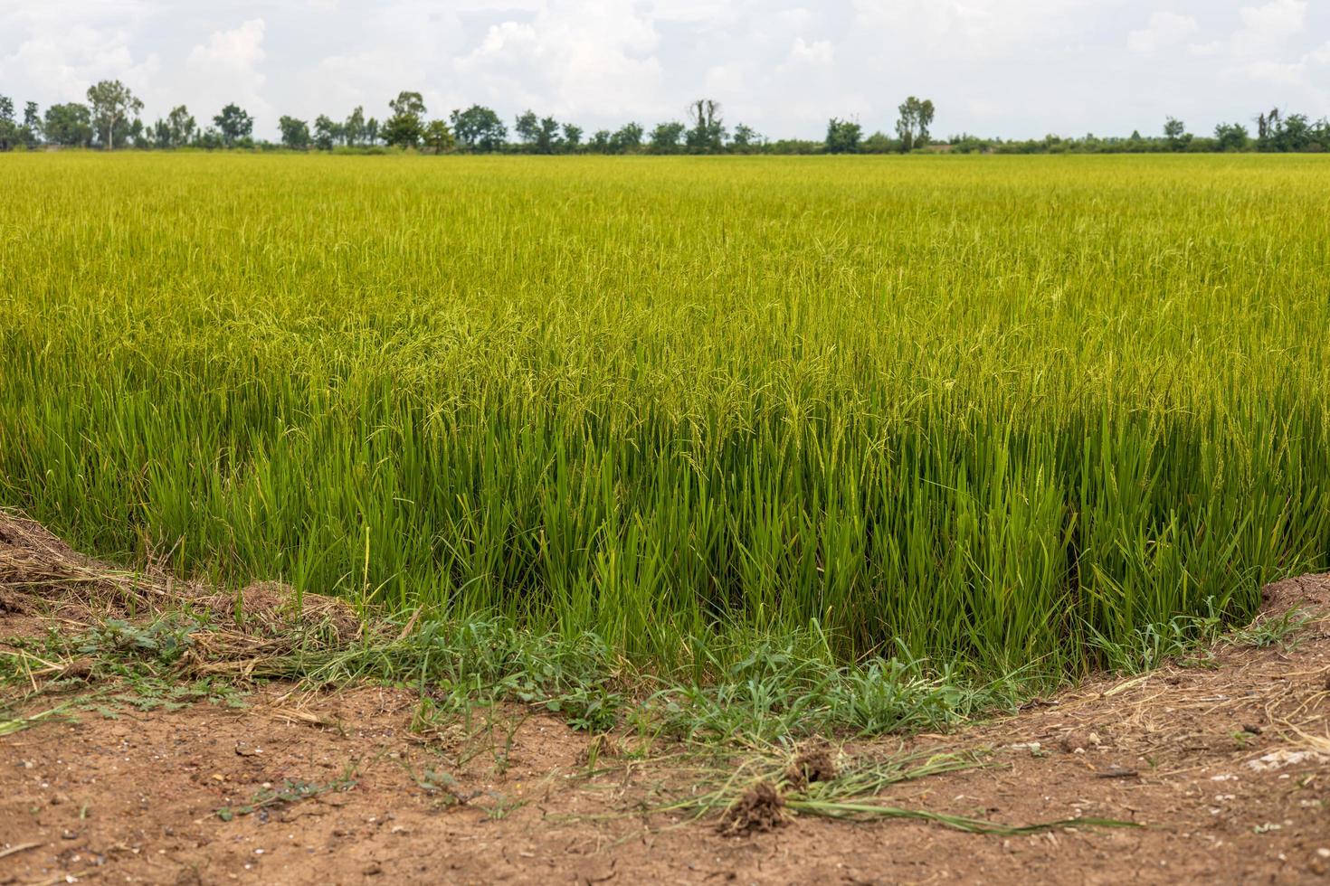 vista de los campos de arroz cerca del montículo. foto