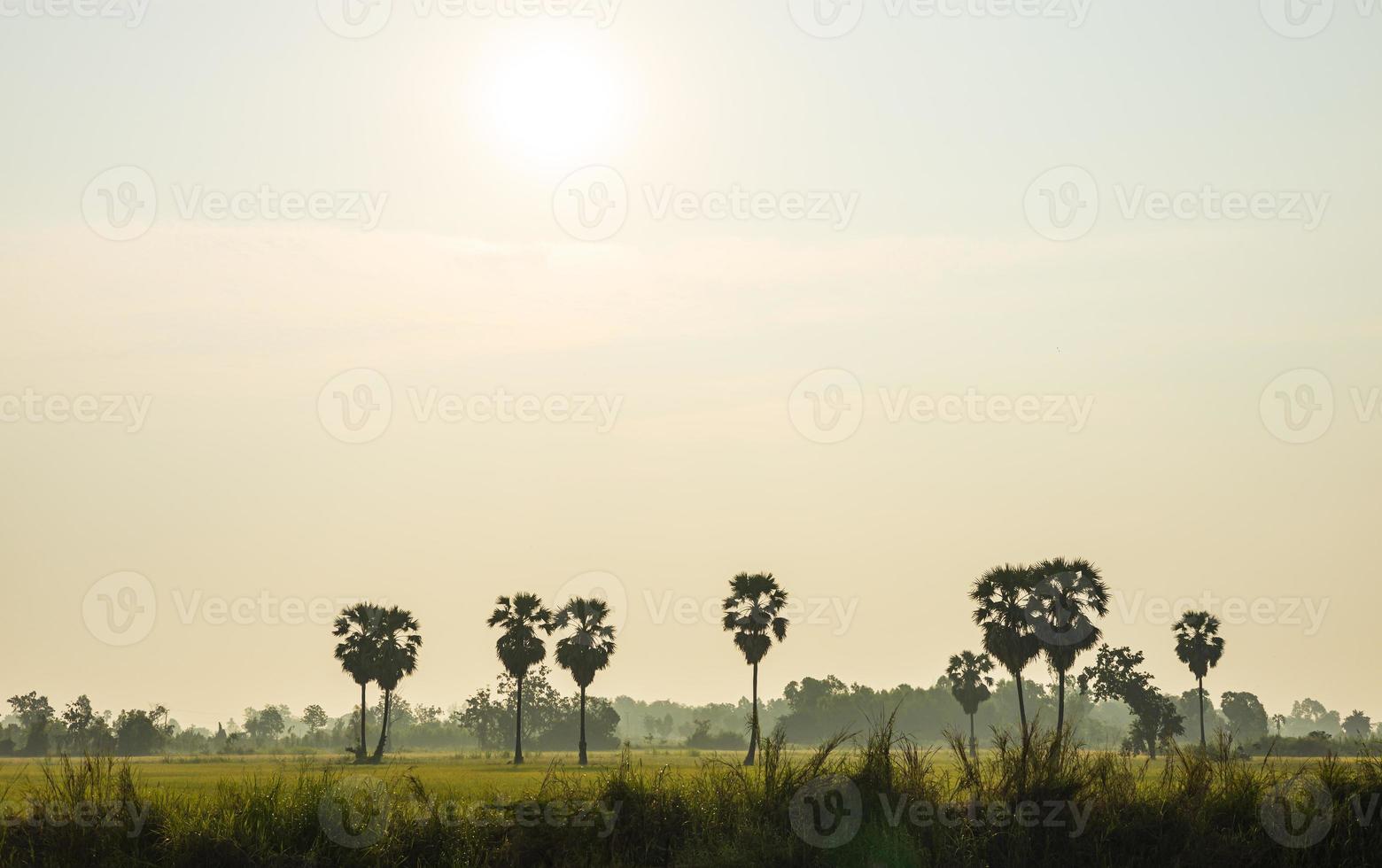 A sweeping view of the many palm trees on the green rice fields. photo