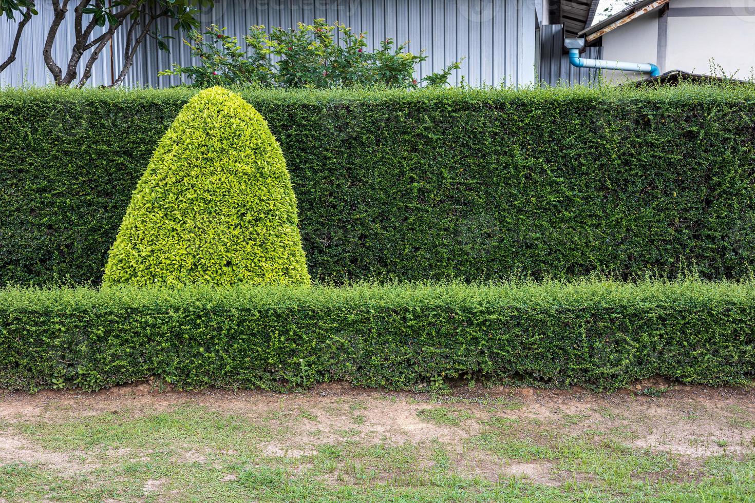 Background view of fence line and small fresh green shrubs. photo