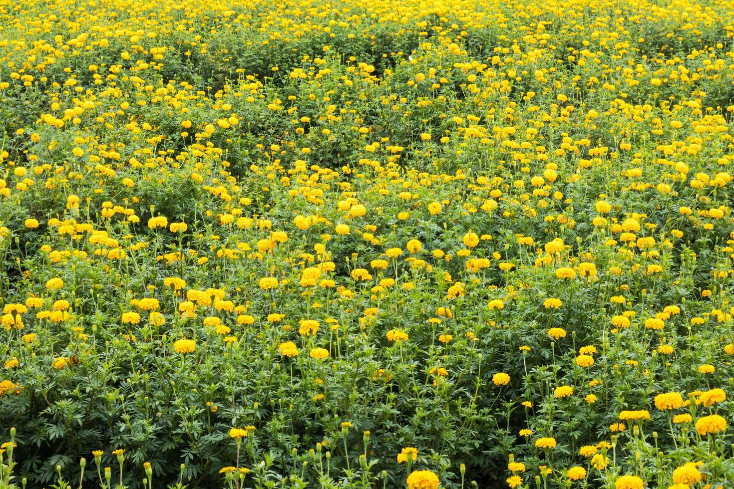 Many yellow marigolds. photo
