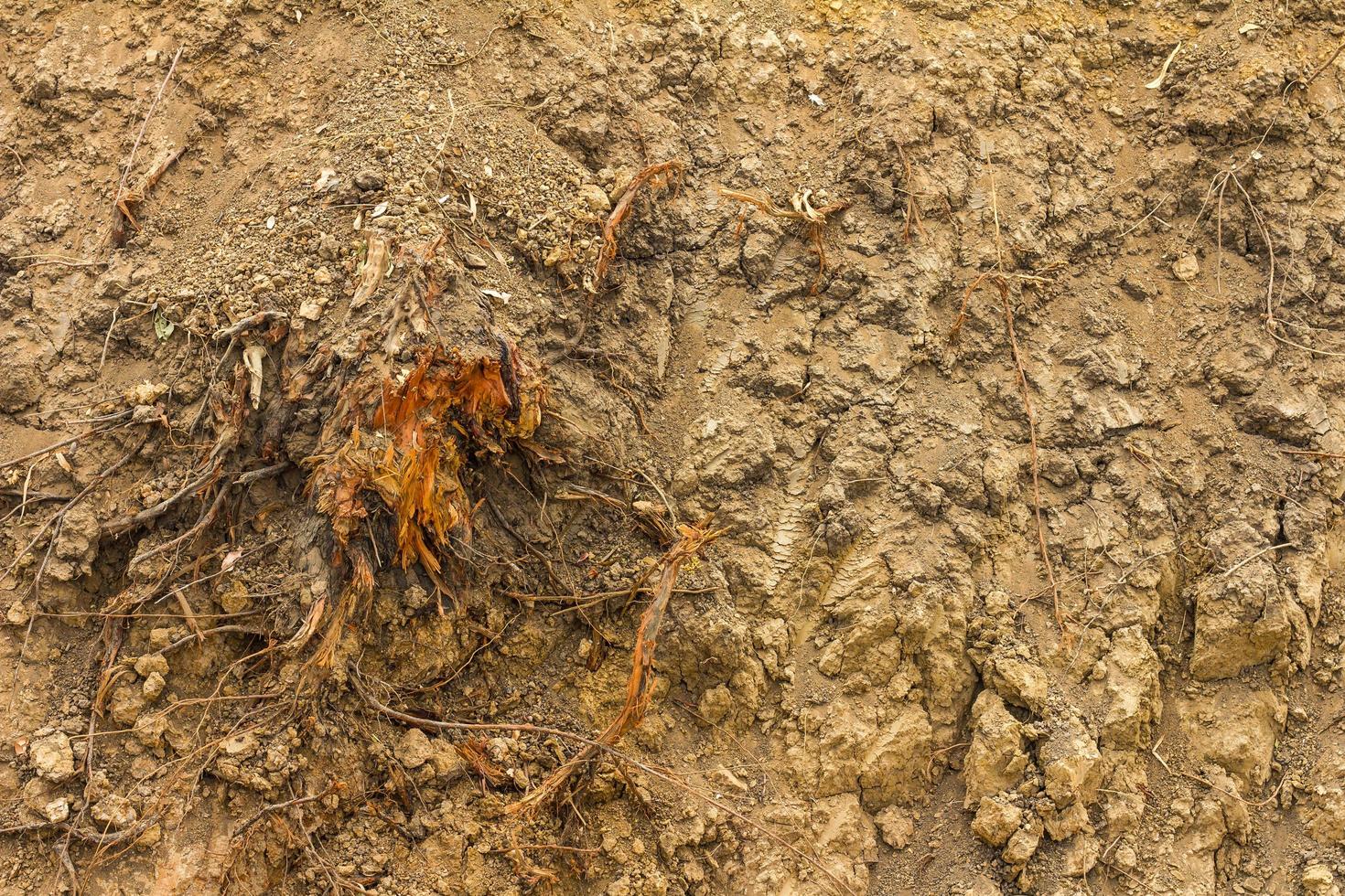 Bishop roots in the ground digging. photo