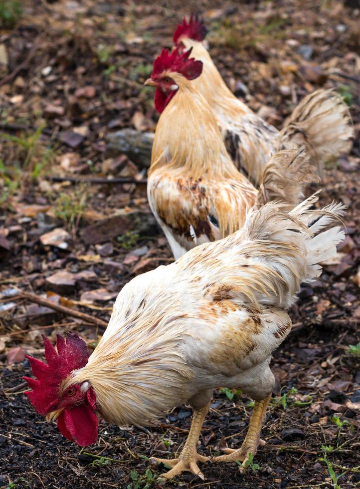 White and yellow rooster looking for food. photo