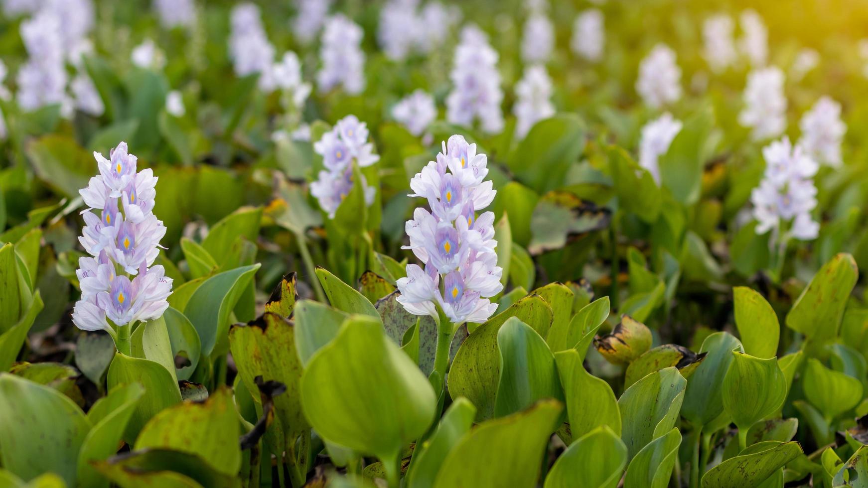 Close-up of purple hyacinth flowers. photo