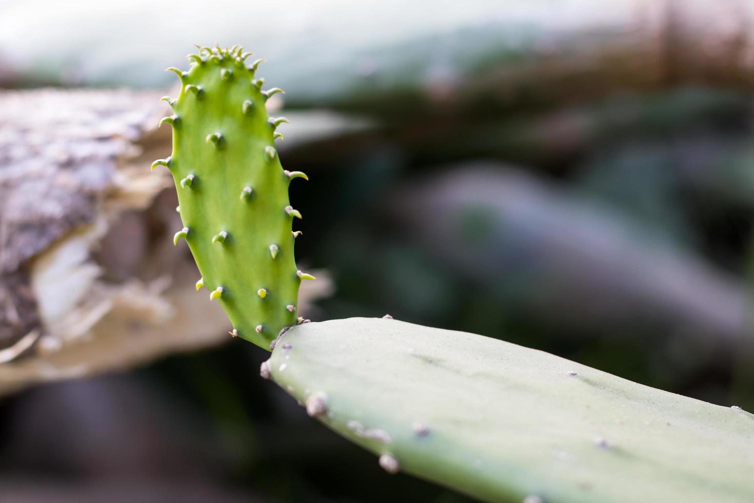 Close up green cactus with blurred trees. photo