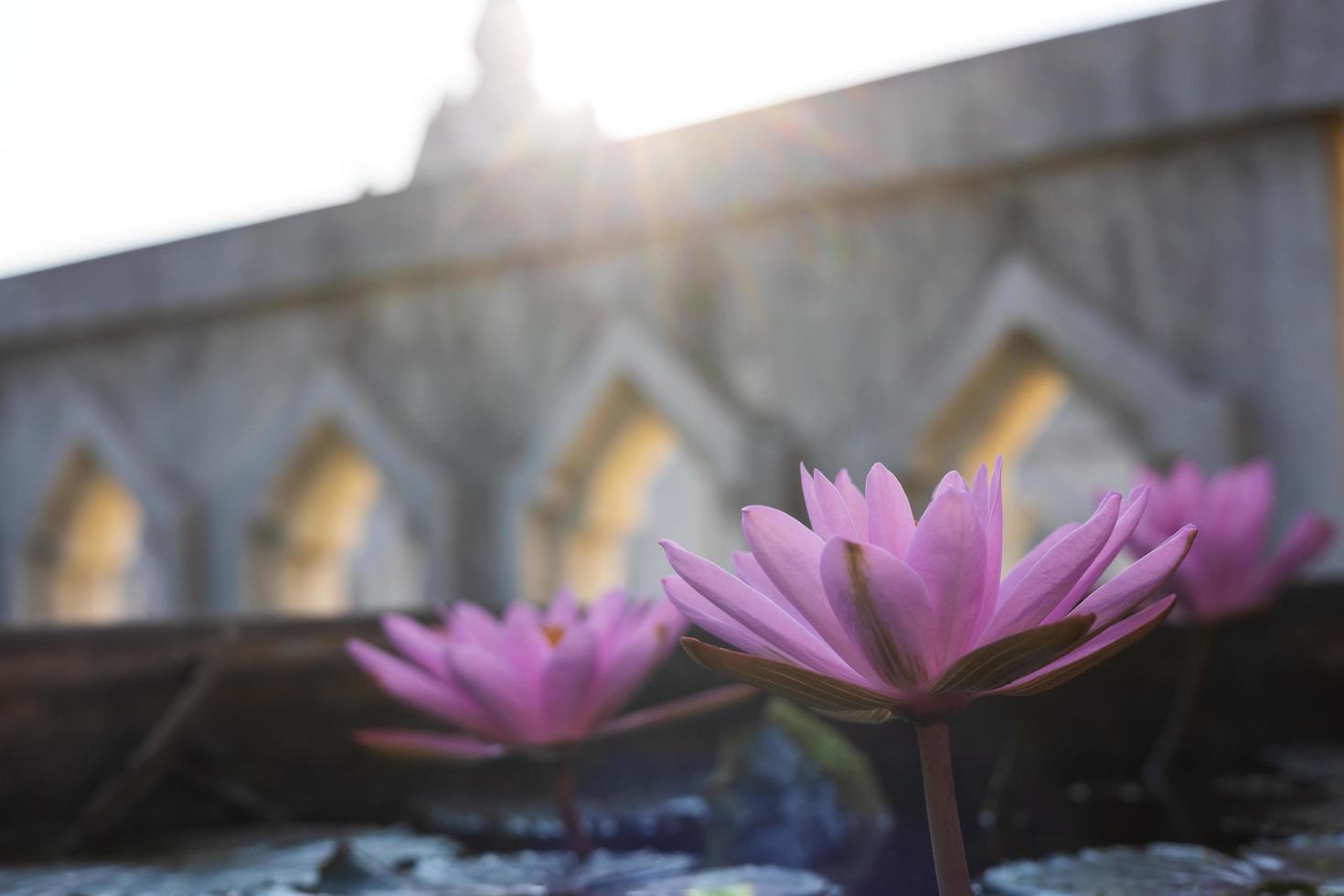Primer plano de ángulo bajo de flores de loto rosa que florecen maravillosamente en un baño de hormigón. foto