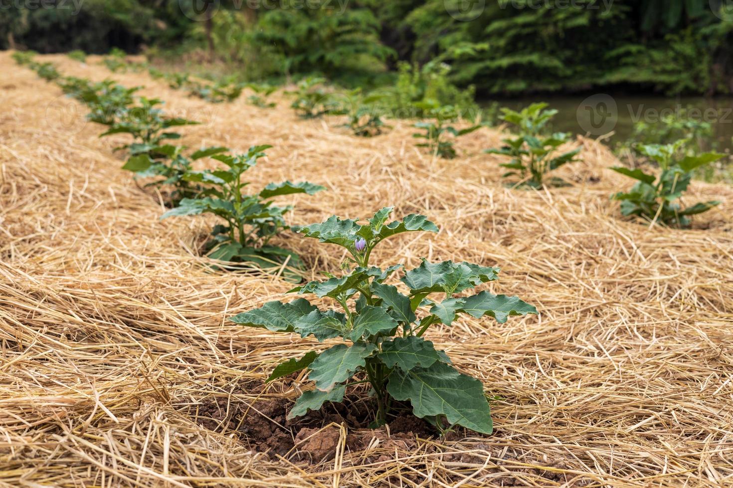 Low angle view of eggplant sapling plots which are covered with many dry rice straws. photo