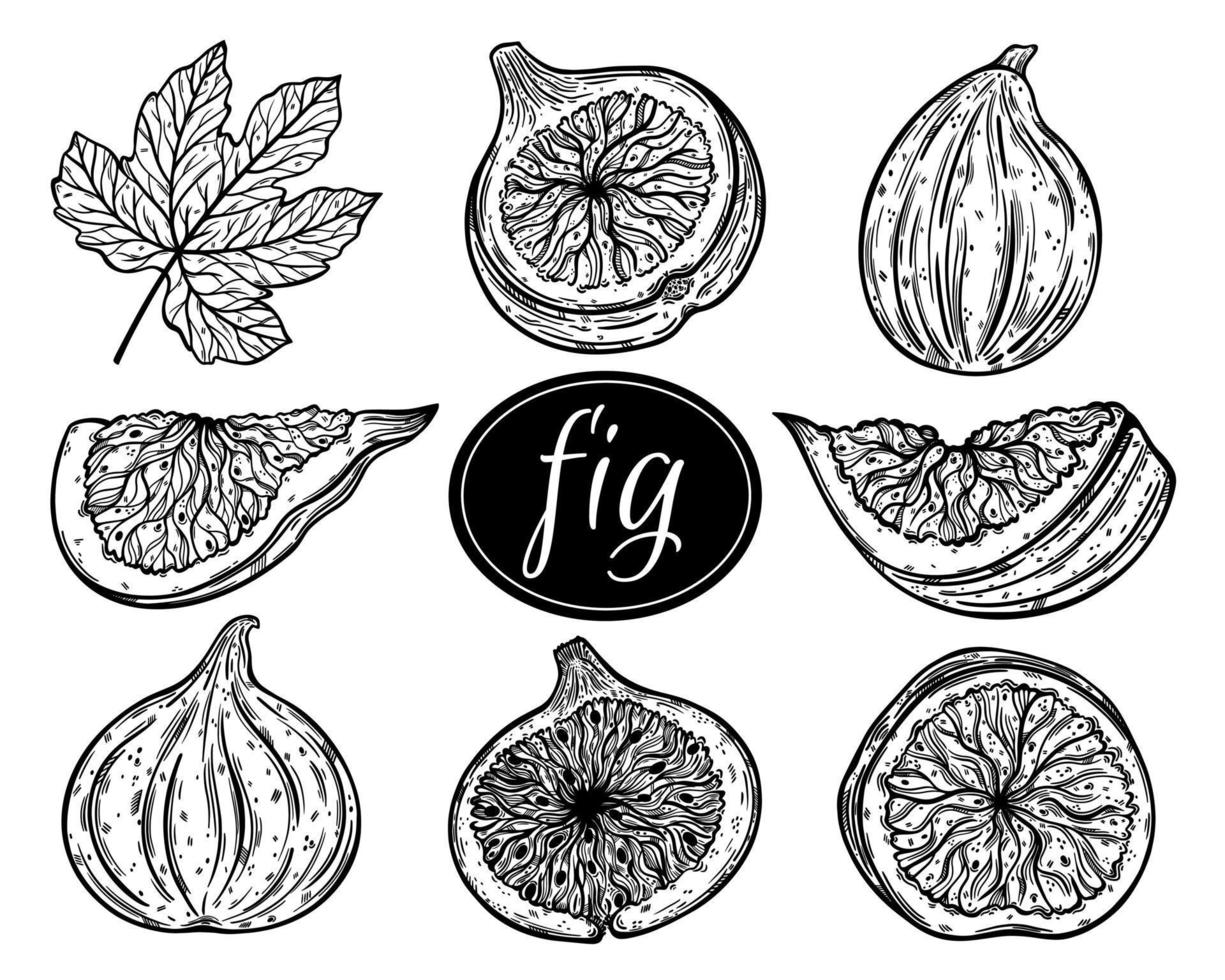 Figs vector collection. Whole juicy fruit, half, slice, garden tree leaf. Monochrome outline of fresh and dried desserts. Food sketch, hand drawn illustration isolated on white background