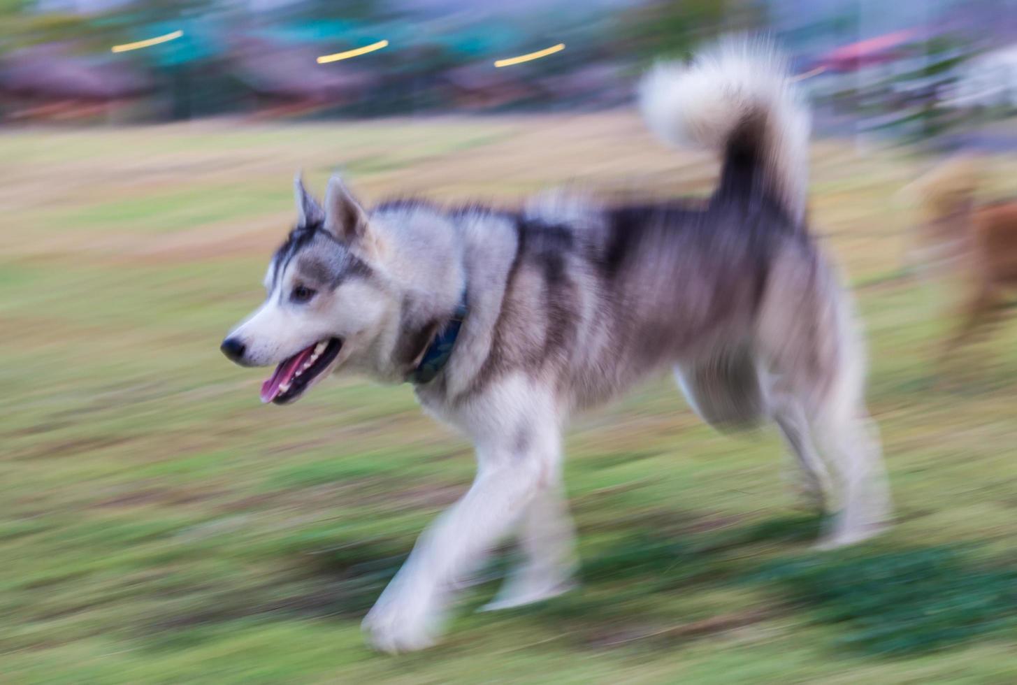 Dog Siberian blur. photo