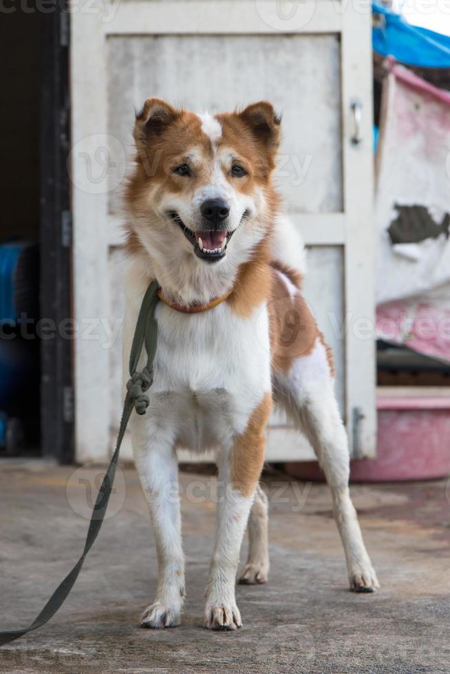 Playful dog door. photo